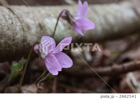 アケボノスミレ 2662541