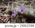 アケボノスミレ 2662596