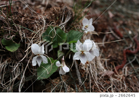 （ケ）マルバスミレ 2662645