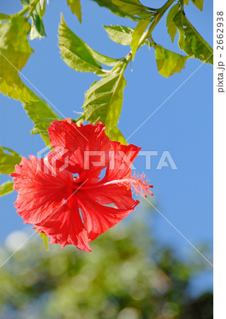 ハイビスカスの花 2662938