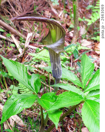 ミミガタテンナンショウの花(絶滅危惧種)～別名:トウゴクマムシグサ 2663069