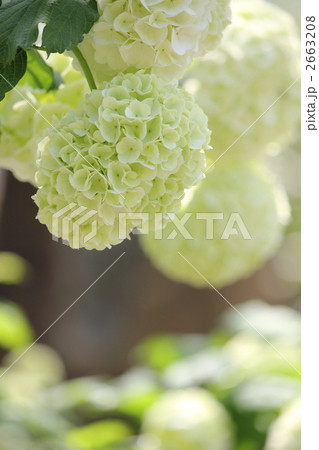 満開のテマリカンボク 満開のテマリカンボク 2663208