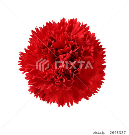カーネーション カーネーション 2663327