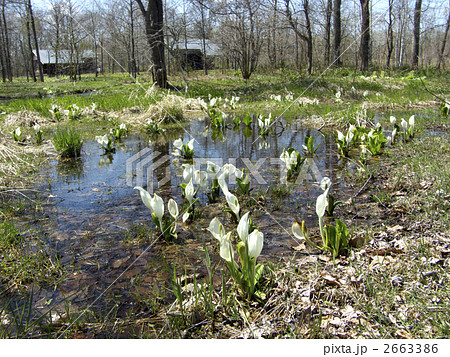 水芭蕉 2663386