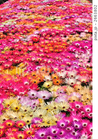 リビングストンデージーの一面花畑の写真素材