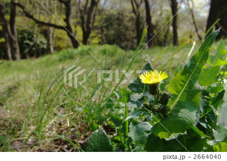 4月 オニノゲシ・キク科08 4月 オニノゲシ・キク科08 2664040