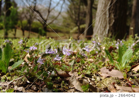 4月　カキドウシ・シソ科04 2664042