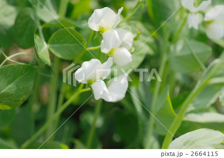 エンドウの白花 2664115