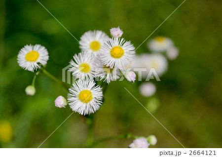 ハルジオン 2664121