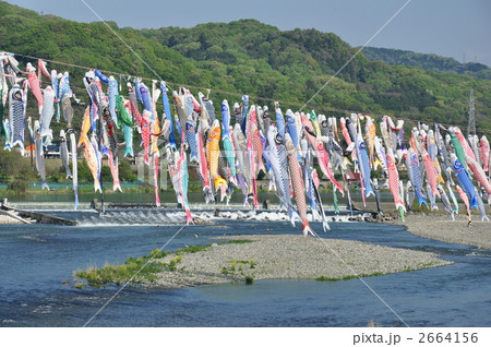 相模川に泳ぐ鯉のぼり 2664156