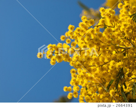 房アカシア 2664391