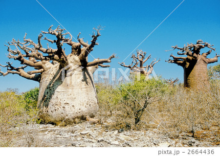 グランディディエリーバオバブ 2664436