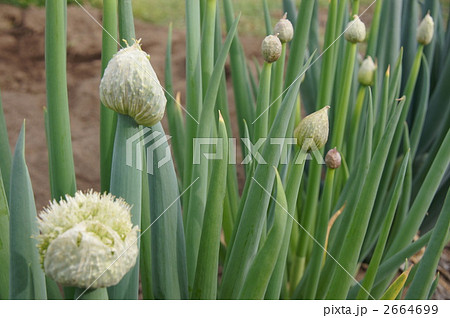 ねぎ【ネギ坊主】 ねぎ【ネギ坊主】 2664699