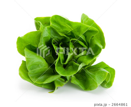 サラダ菜 2664861