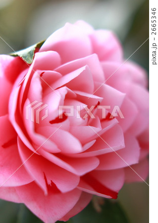 桃色の椿 2665346