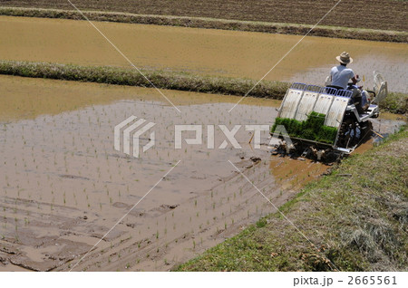 田植え 田植え 2665561