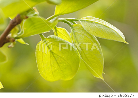 柿の若葉 柿の若葉 2665577