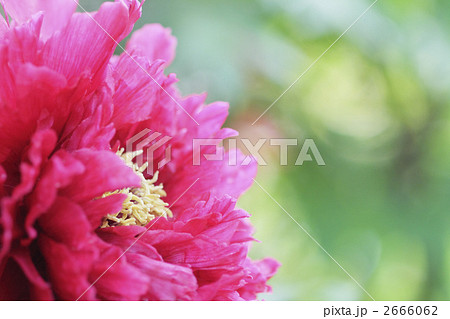 神代植物園 『ピンク色の牡丹 百花殿1』 神代植物園 『ピンク色の牡丹 百花殿1』 2666062