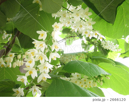 ハクウンボク 2666120