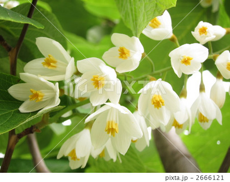 ハクウンボク 2666121