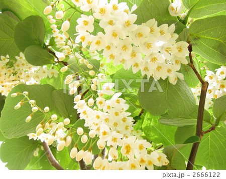 ハクウンボク 2666122