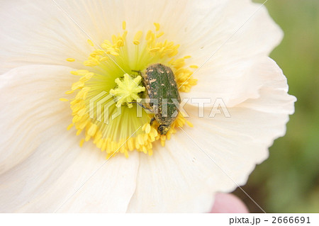 ハナムグリとポピー ハナムグリとポピー 2666691