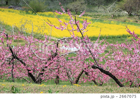 花咲く丹霞卿 2667075