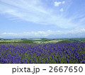 四季彩の丘 2667650