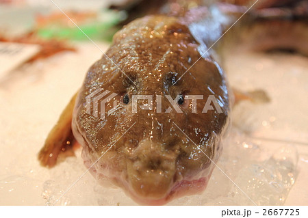 面白い顔のババアの写真素材