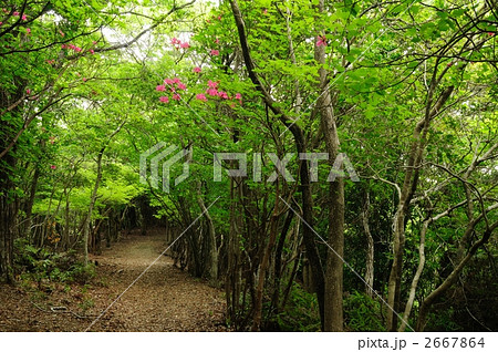 熊野古道、長井坂 2667864