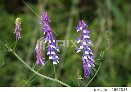 ヨナクサフジ 2667883