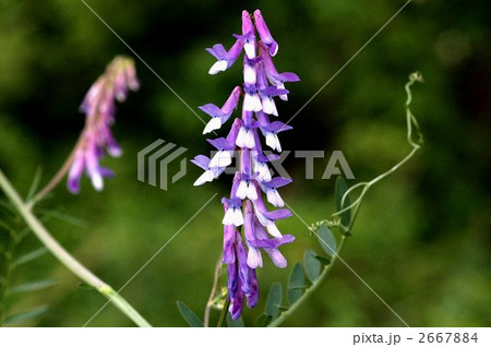 ヨナクサフジ ヨナクサフジ 2667884