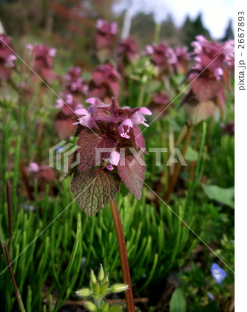 ヒメオドリコソウ ヒメオドリコソウ 2667893