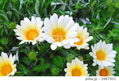 朝鮮菊 菊 白い花の写真素材