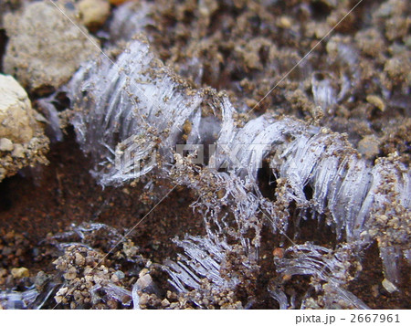 寒い朝 の霜柱 寒い朝 の霜柱 2667961