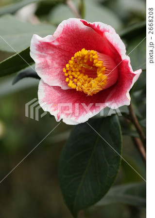 椿寿庵の椿 ~ 隠れ磯(かくれいそ) ~ 椿寿庵の椿 ~ 隠れ磯(かくれいそ) ~ 2668208