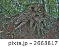 高尾山　蛸杉 2668817