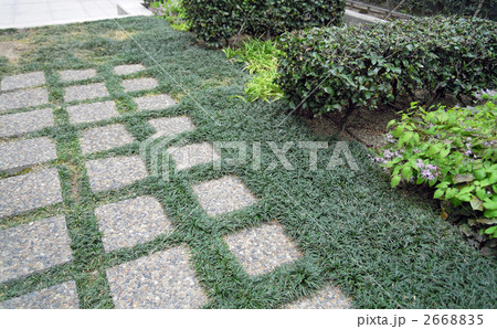 屋上の緑 2668835