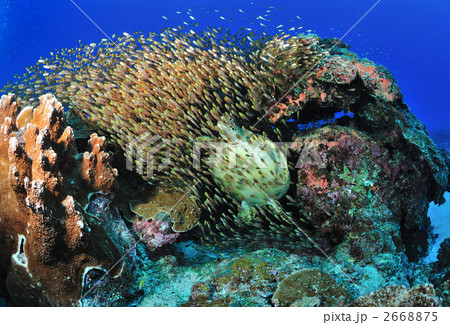 キンメモドキの大群とアオウミガメ キンメモドキの大群とアオウミガメ 2668875