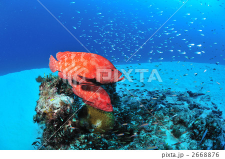 ニシ浜のアザハタ ニシ浜のアザハタ 2668876