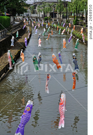栃木散歩・鯉のぼりが飾られた巴波川 2668950