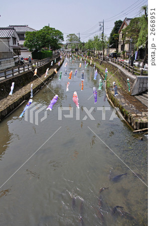 栃木散歩 鯉のぼりが飾られた巴波川の写真素材