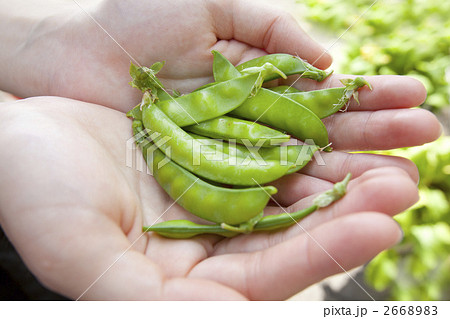 サヤエンドウ 2668983