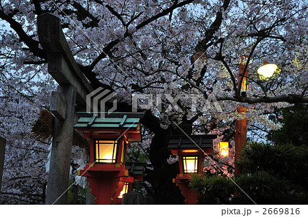 京都　辰巳大明神の夜 2669816