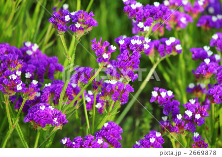 スターチスの花 2669878
