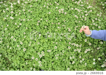 クローバの花畑で摘む 2669916