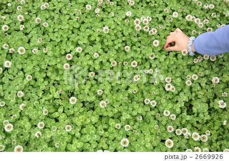 クローバの花畑で摘む クローバの花畑で摘む 2669926