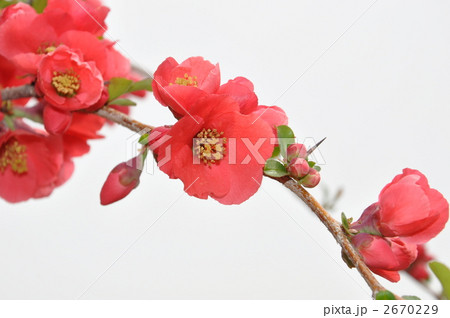 ボケの花 ボケの花 2670229