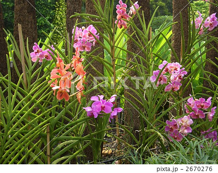 ランの花 ランの花 2670276