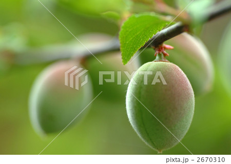 うめ うめ 2670310